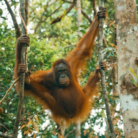 KumaiOrangutan & Restoration Camp别墅 外观 照片