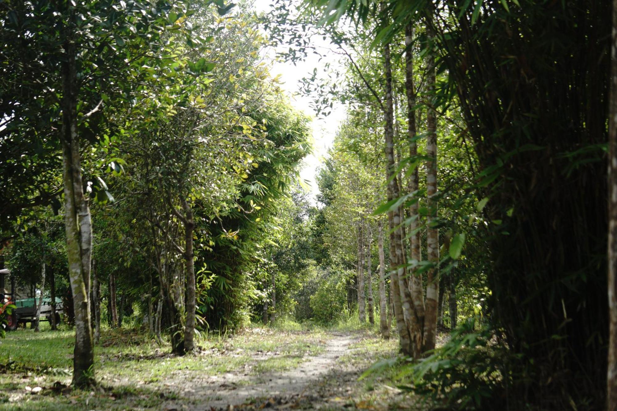 KumaiOrangutan & Restoration Camp别墅 外观 照片